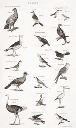 Different Types of Birds